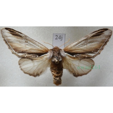 Pheosia gnoma (Fabricius, 1776) Garbatka brzozówka Czech24j